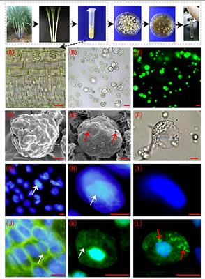 An integrated physiology, cytology, and proteomics analysis reveals a network of sugarcane protoplast responses to enzymolysis